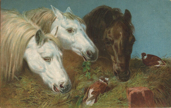 [pocztówka] Trzy konie