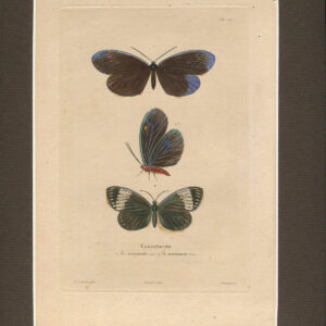 Rycina Motyl [Gynautocera]  1843