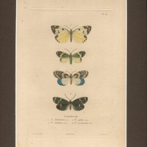 Rycina Motyl [Gynautocera, phalaenaria]  1843