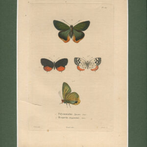 Rycina Motyle [Polyommatus. Hesperia ]  1843